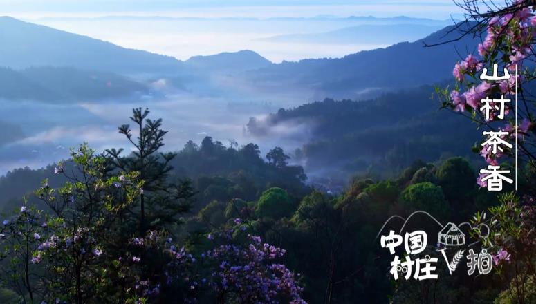 種豆南山下，帶月荷鋤歸！種茶老人知足常樂 茶樹自然生長直到來年春天