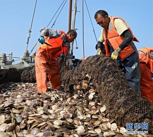 漁民在海洋牧場打撈扇貝（7月8日攝）。新華社記者 姚劍鋒 攝