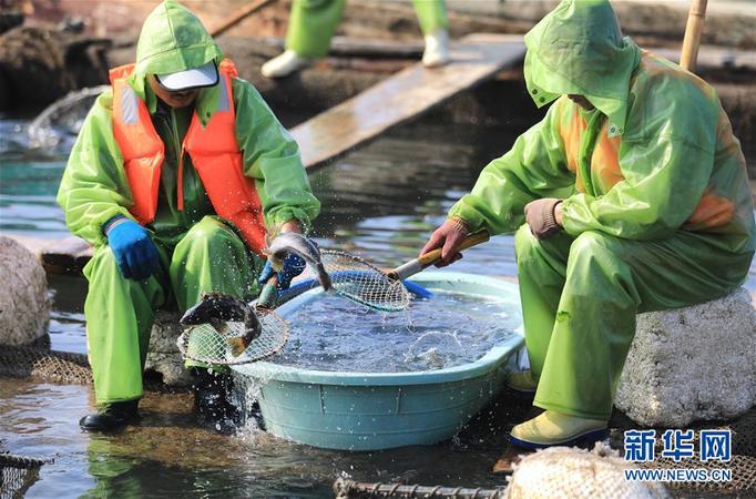 漁民在海洋牧場上分揀捕獲的海魚（7月8日攝）。新華社記者 姚劍鋒 攝