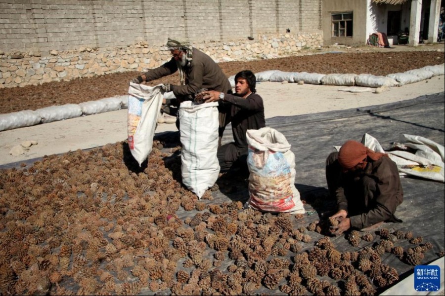 11月12日，在阿富汗米特拉姆，人們將松塔裝袋。新華社發（塞夫拉赫曼·薩菲攝）