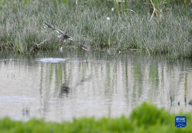 红脚鹬在拉鲁湿地飞舞（5月28日摄）。