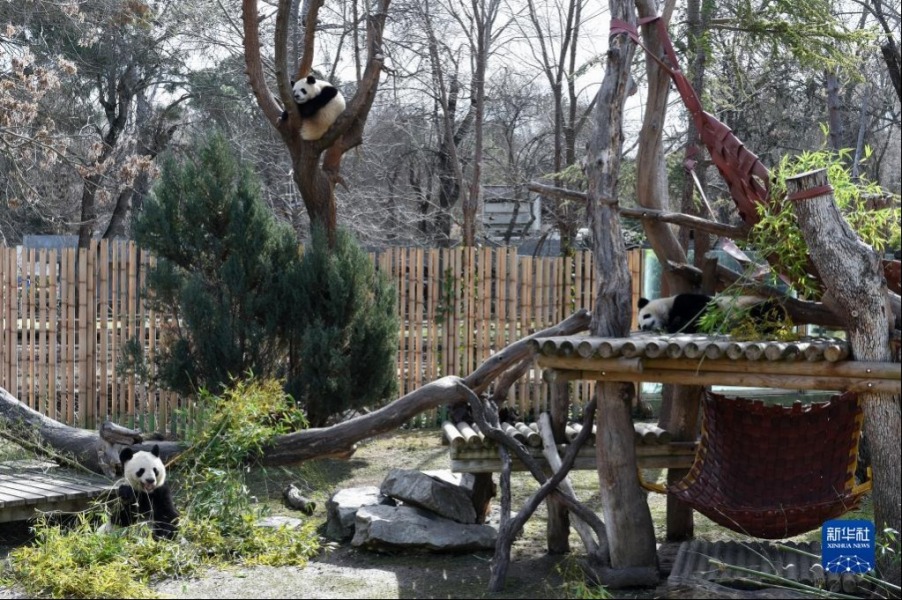 3月7日，大熊猫在西班牙马德里动物园内玩耍。新华社发（古斯塔沃·巴连特摄）