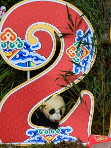熊貓寶寶集體亮相賀新春迎冬奧