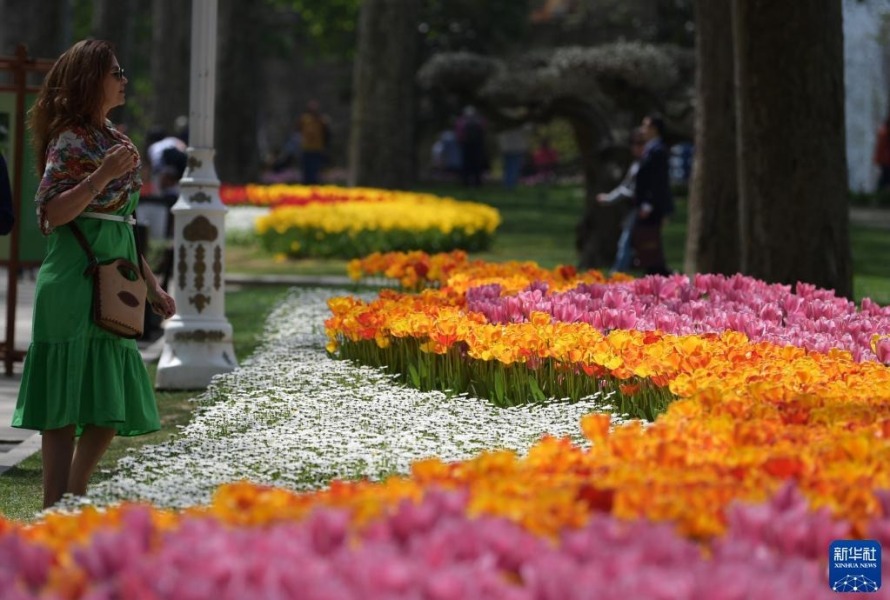 4月25日，游客在土耳其伊斯坦布尔的居尔哈内公园踏青赏景。新华社记者 沙达提 摄