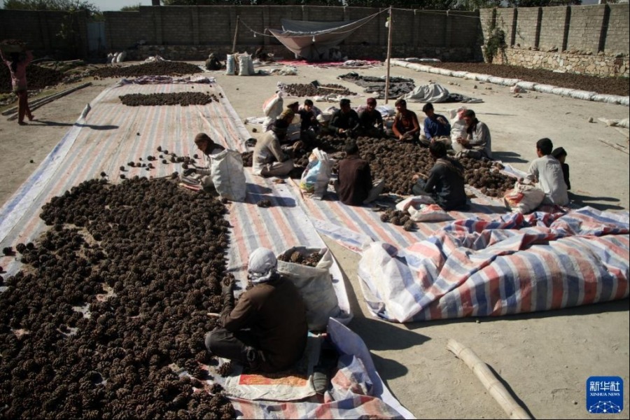 11月12日，在阿富汗米特拉姆，人們敲打松塔獲得松子。新華社發（塞夫拉赫曼·薩菲攝）