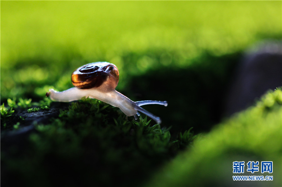 领略生物多样性之美|夏日黄昏里的蜗牛