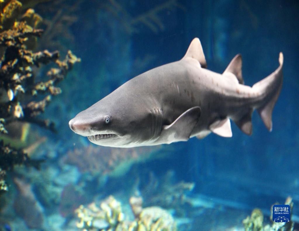 科威特宣布成功繁殖两条沙虎鲨幼鲨