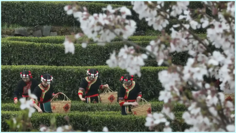 福建福鼎：清香淡雅 万亩茶山品茶香