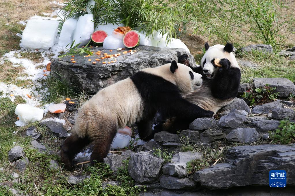 中比两国为大熊猫“宝弟”“宝妹”庆生