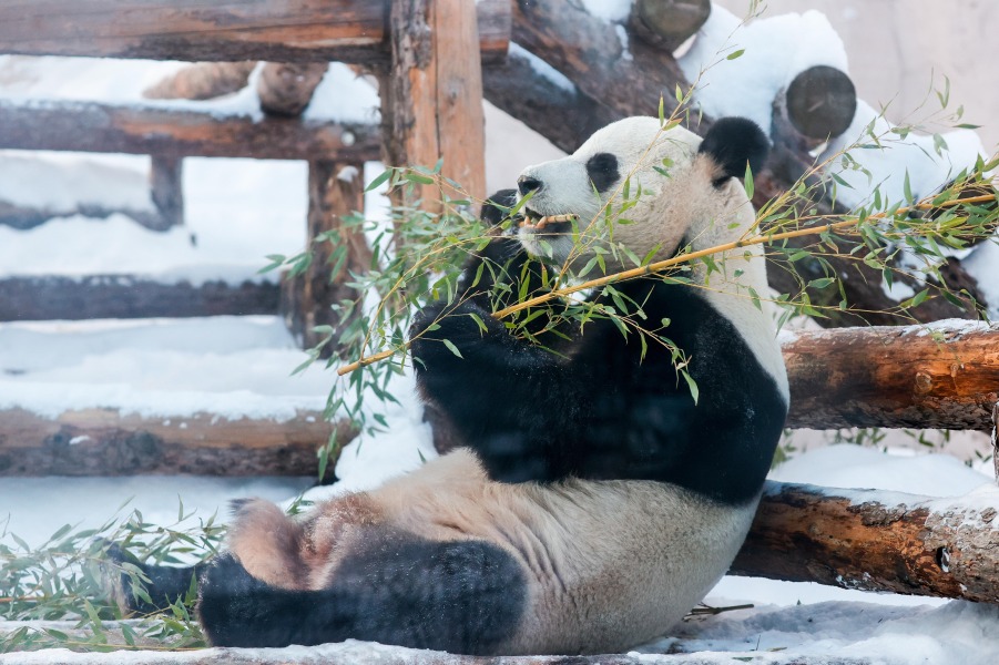 当地时间1月11日，俄罗斯莫斯科动物园里的大熊猫正在吃竹子。