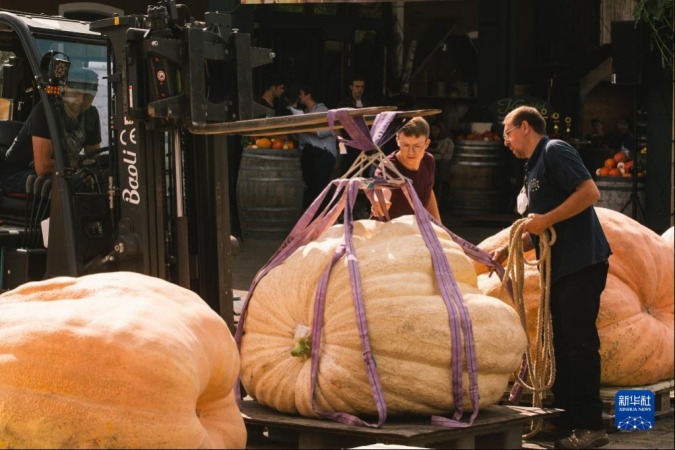 9月12日，在德国洛马尔传统南瓜节上，工作人员用铲车给一个南瓜称重。新华社发（唐颖 摄）
