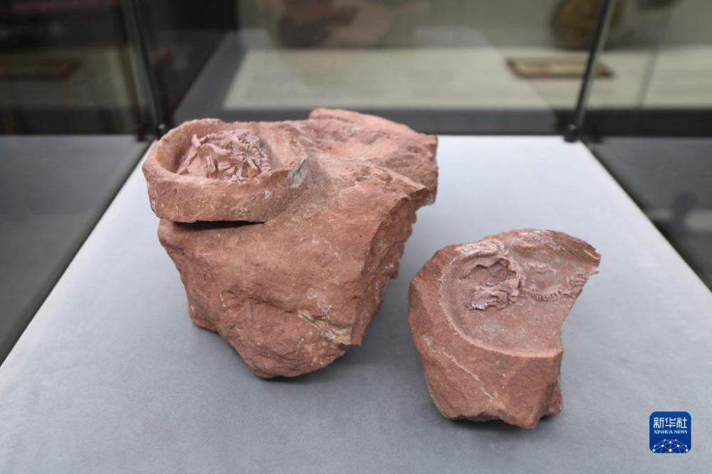 中国发现保存完整的鸭嘴龙胚胎化石
