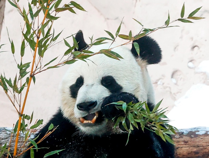当地时间1月11日，俄罗斯莫斯科动物园里的大熊猫正在吃竹子。