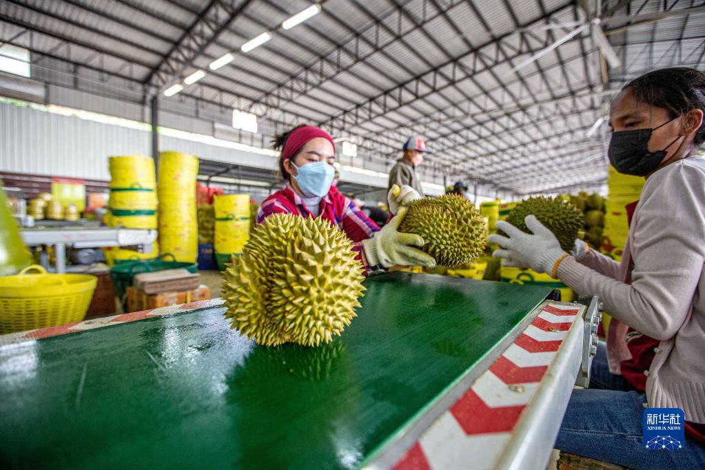让更多中国人吃到泰国榴莲——RCEP给泰国果农扩大出口带来新期盼