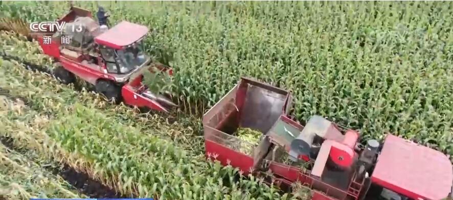 丰收中国 | 黑龙江海伦：鲜食玉米开启收获模式 为乡村振兴插上“金翅膀”
