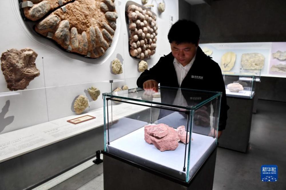 中国发现保存完整的鸭嘴龙胚胎化石