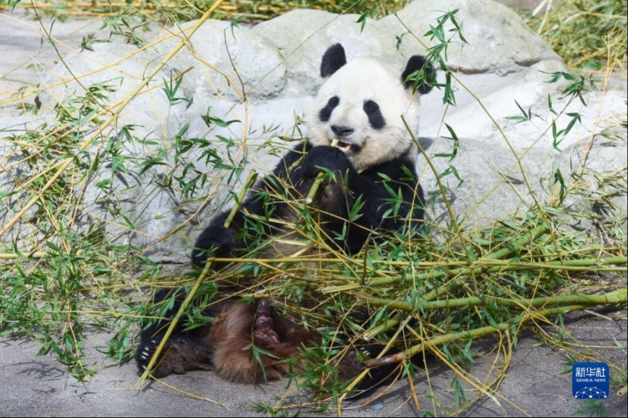 3月7日，大熊猫冰星在西班牙马德里动物园内吃竹子。新华社发（古斯塔沃·巴连特摄）