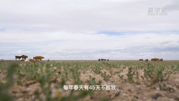 内蒙古亿亩草原“带薪休假”的背后