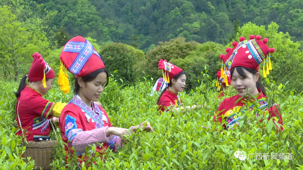在平乐县桥亭乡上堡村的千亩生态茶园里，身着壮族服饰的壮乡儿女一边唱着山歌，一边忙碌地采摘着明前茶，现场笑声朗朗、茶香满山。