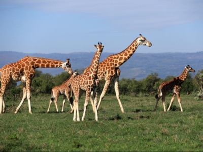 肯尼亞：納庫魯湖國家公園的野生動物
