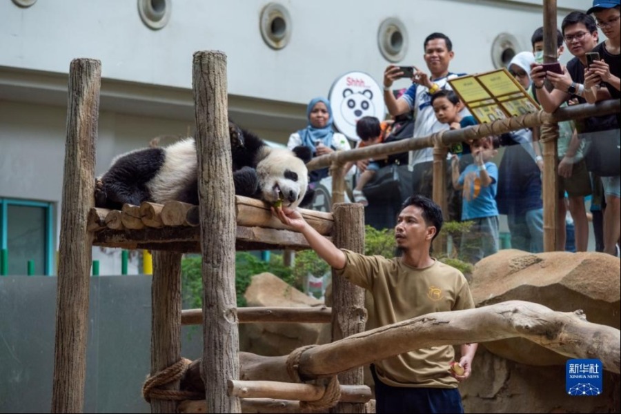 3月11日，在马来西亚吉隆坡，饲养员给大熊猫“升谊”喂食。新华社发（张纹综摄）