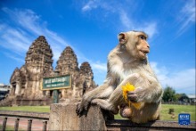 泰國華富里：“猴哥”享用自助餐