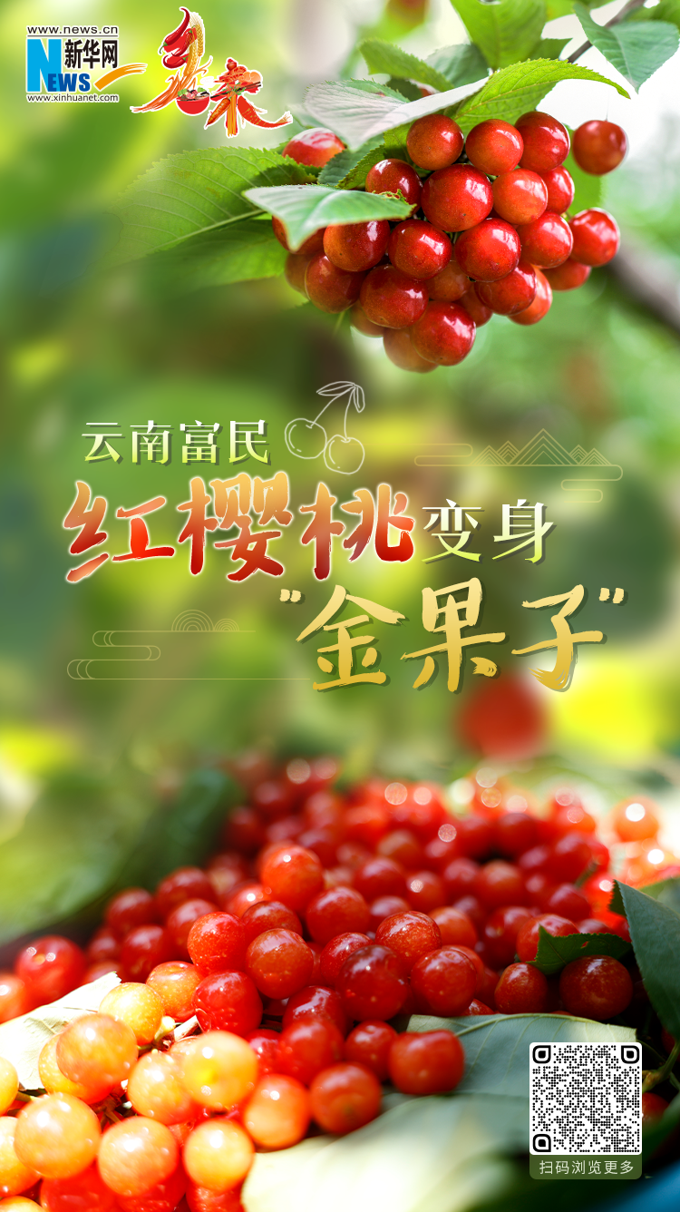 云南富民：红樱桃变身“金果子”