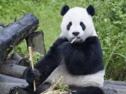 台湾青年：感谢大熊猫“团团”给我们留下的美好记忆