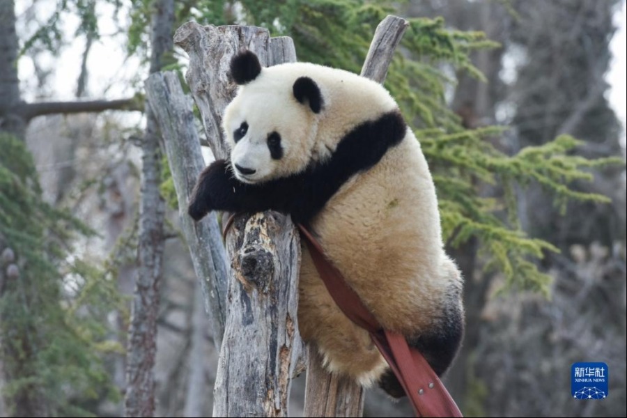 3月7日，大熊猫友友在西班牙马德里动物园内玩耍。新华社发（古斯塔沃·巴连特摄）