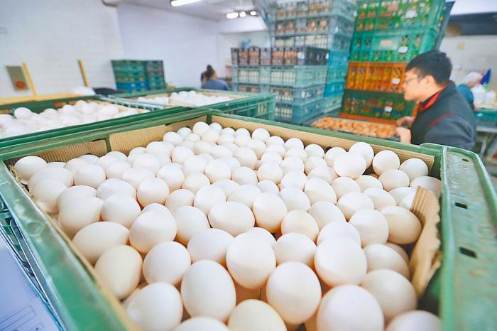 台湾鸡蛋价格连续16个月呈现双位数涨幅