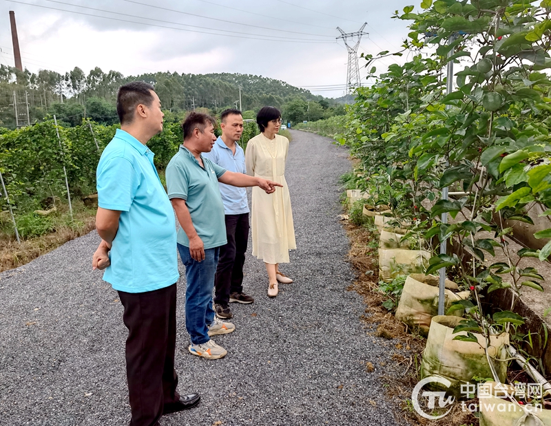 廣西玉林臺企果園迎來豐收 團(tuán)購商紛紛預(yù)定