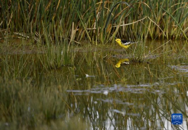 黄头鹡鸰在拉鲁湿地里觅食（5月28日摄）。