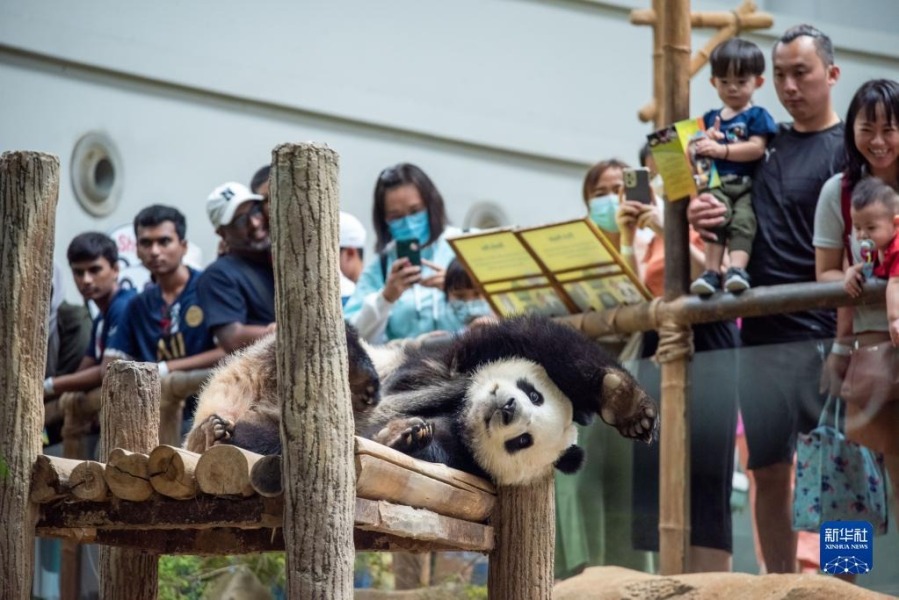 3月11日，游客在马来西亚吉隆坡观看大熊猫。新华社发（张纹综摄）