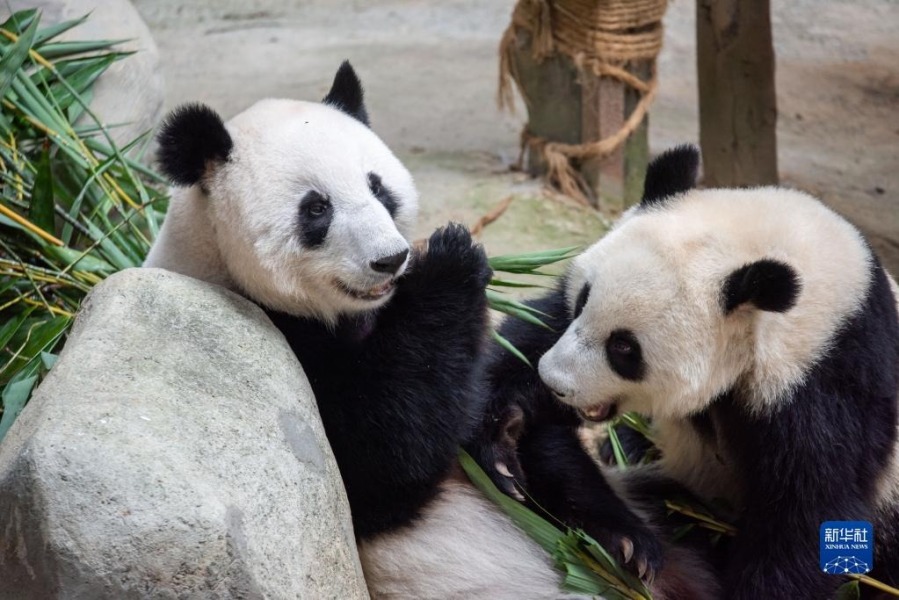 3月11日，在马来西亚吉隆坡，大熊猫“靓靓”（左）与“升谊”分享竹叶。新华社发（张纹综摄）