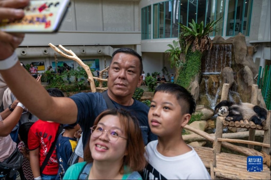 3月11日，游客在马来西亚吉隆坡观看大熊猫时留影。新华社发（张纹综摄）