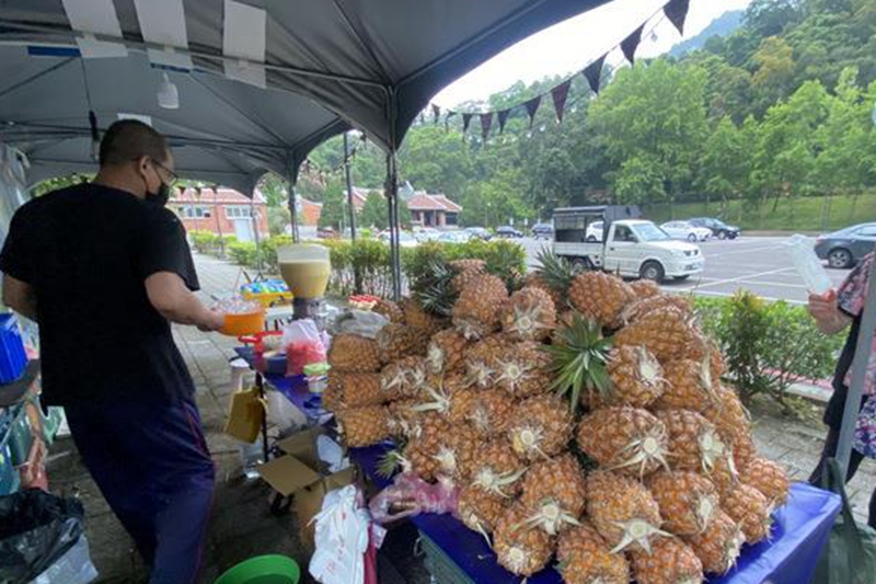 台湾菠萝等水果在旺季大量滞销，民进党与大陆“经济脱钩”政策害惨果农
