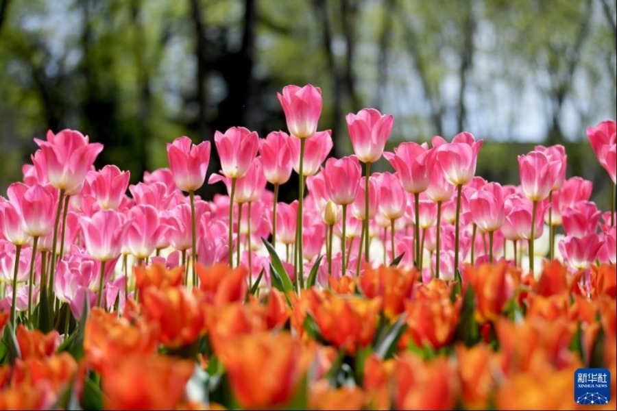 这是4月25日在土耳其伊斯坦布尔的居尔哈内公园拍摄的郁金香。新华社记者 沙达提 摄