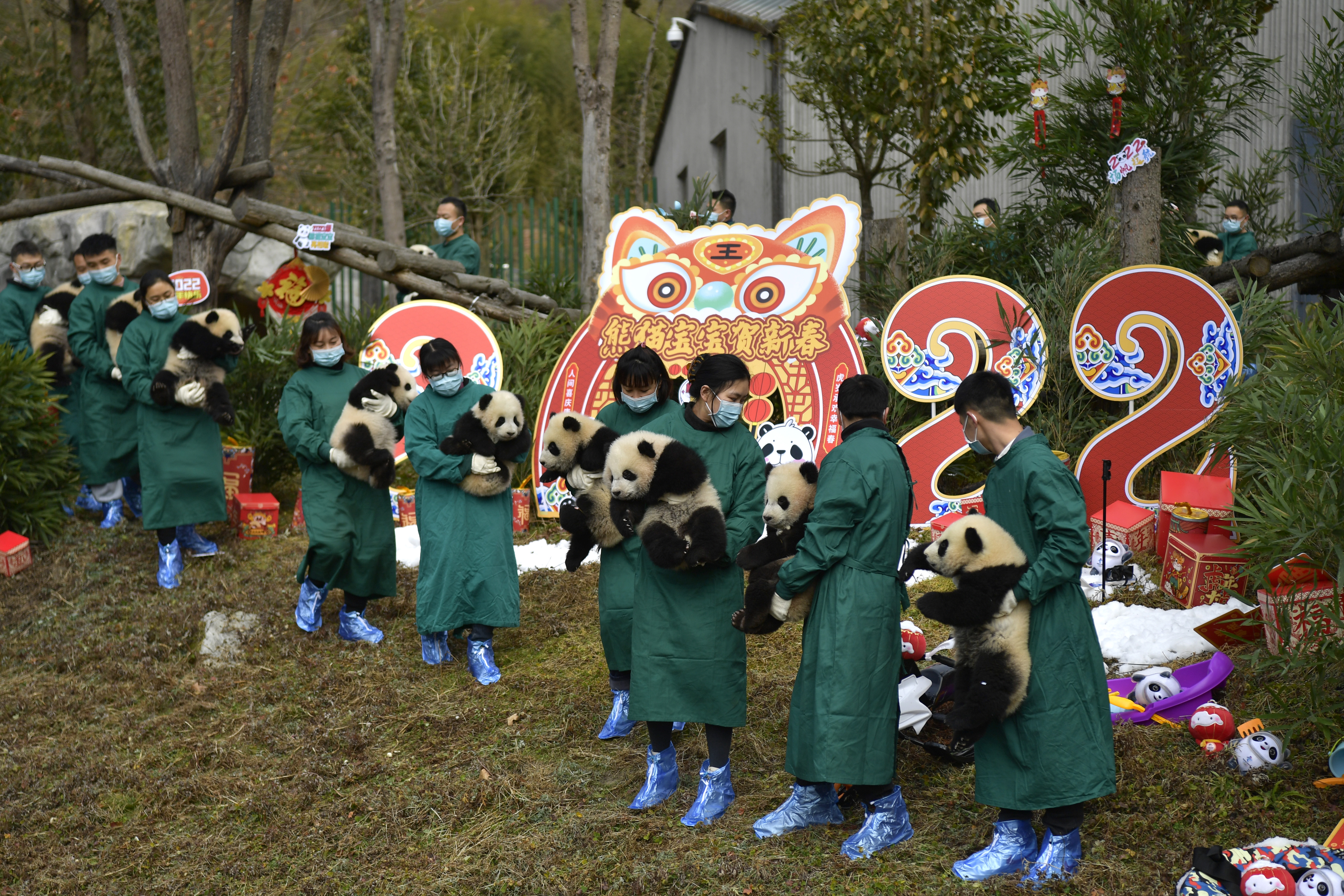 熊猫宝宝集体亮相贺新春迎冬奥