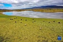 新華全媒+丨甘肅瑪曲：保護草原生態 涵養黃河水源