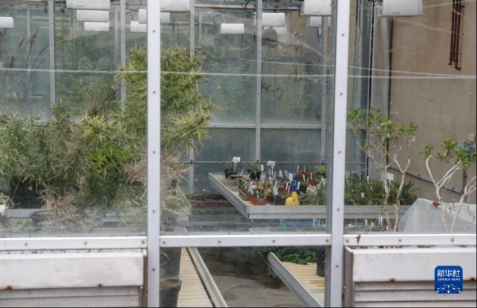 这是10月18日在英国南部韦克赫斯特拍摄的基尤千年种子库温室中培养的植物。新华社记者 韩岩 摄