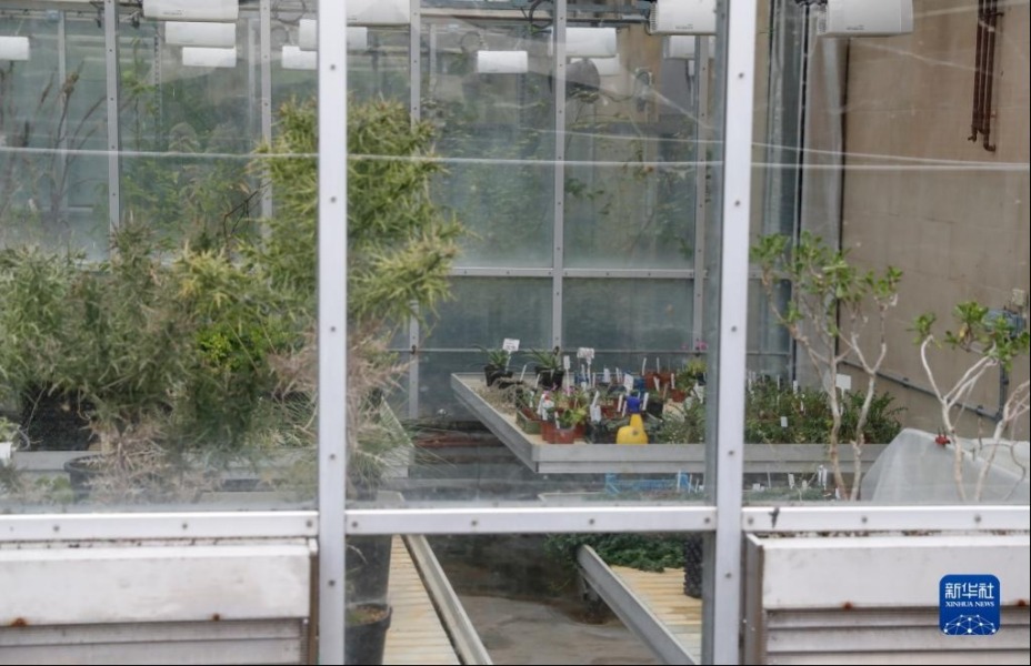 這是10月18日在英國南部韋克赫斯特拍攝的基尤千年種子庫溫室中培養的植物。新華社記者 韓巖 攝