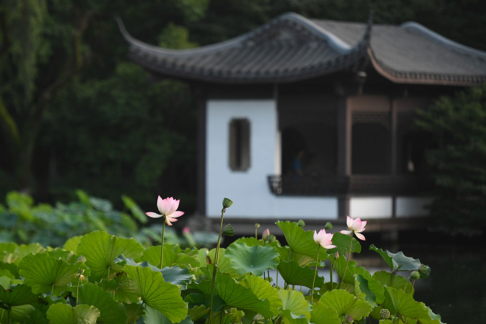 在杭州，走進亞運之城的生態(tài)畫卷