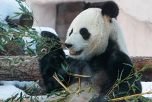 莫斯科動物園大熊貓雪地玩耍吃竹子