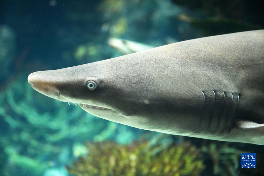 科威特宣布成功繁殖两条沙虎鲨幼鲨