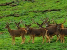 国家公园建设为青海高原生物多样性保护提供更多契机