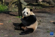比利时：大熊猫“天宝”乐享冬日时光