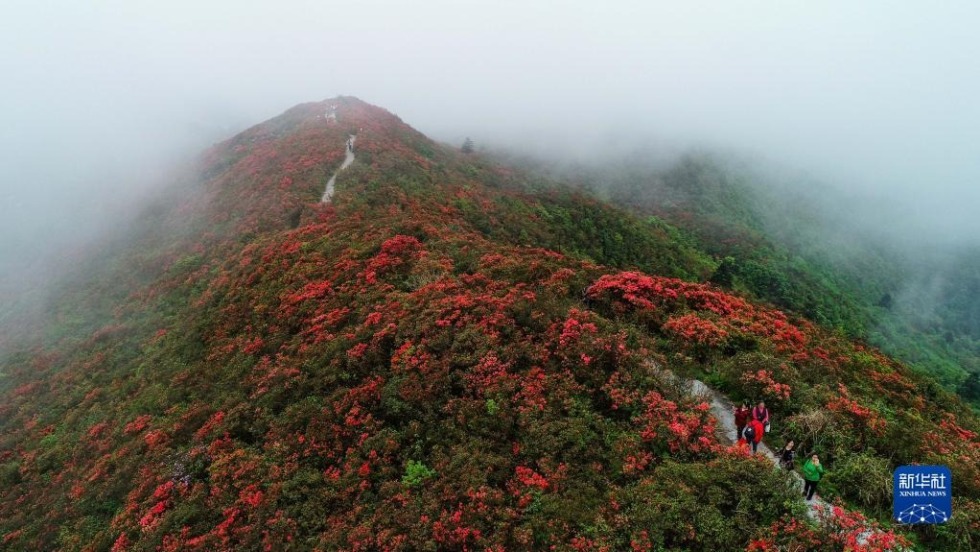 4月23日，游客在丹寨县龙泉山景区观赏杜鹃花（无人机照片）。新华社发（杨武魁摄）