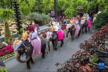 泰国芭提雅：象背上的婚礼