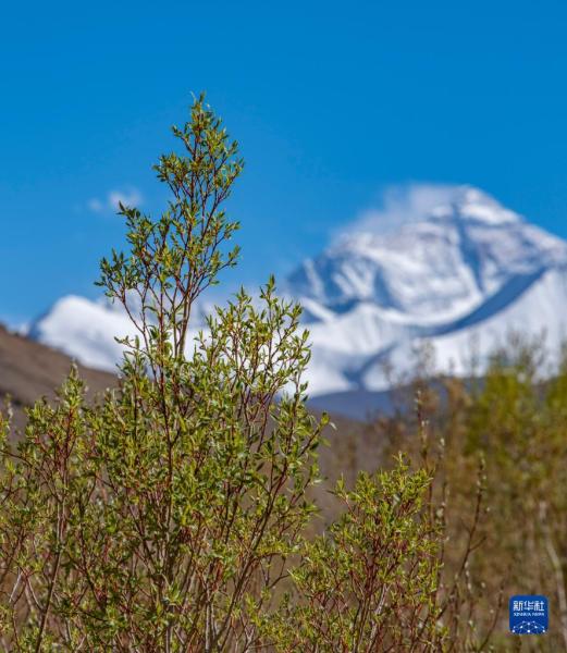 这是在扎西宗乡拍摄的珠穆朗玛峰脚下的树木（5月10日摄）。