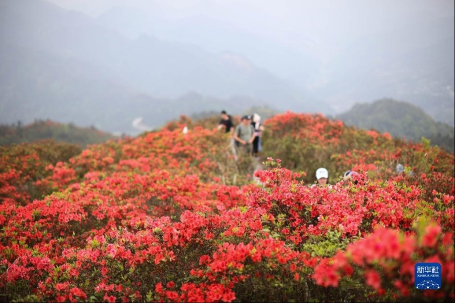 4月23日，游客在丹寨县龙泉山景区观赏杜鹃花。新华社发（黄晓海摄）